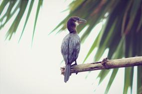 Bird at wild Nature