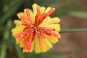Comanche Azores São Miguel