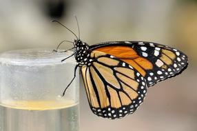 Orange Butterfly Insect macro photo