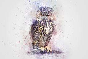 bird owl animal digital paint art