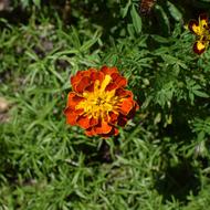Orange And Yellow Marigold Flower in garden