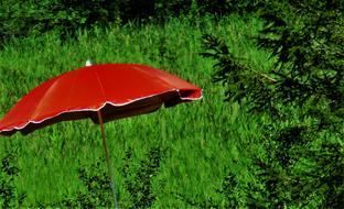 Parasol Red Nature
