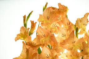 Plant Flowers Gladiolus