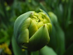Tulip Green Bloom