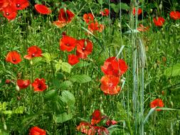 Poppy Field Of Poppies Klatschmohn