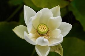 white Waterlilly in Pond