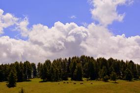 Prato Sky Pasture