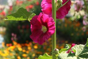 Flower Beautiful Nature