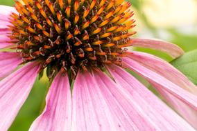 macro photo of pink bloom petals