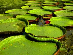 Big Green Leaves ın pond