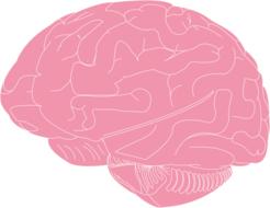 Pink and white brain, at white background, clipart