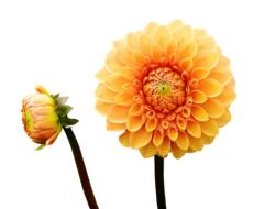 Dahlias Autumn macro