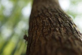 Tree Trunk Three Gorges Dam