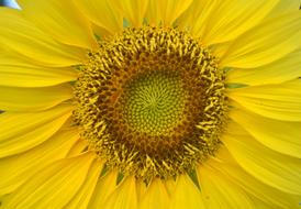 Sun Flower Yellow
