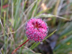 a beautiful pink flower in a drop of water