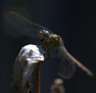 Dragonfly Insect Wings closeup view