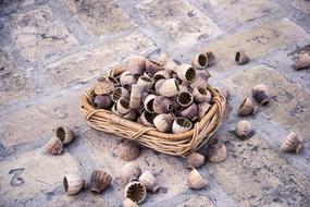 Poppyseed Poppy Seed