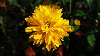 Flower Yellow Nature