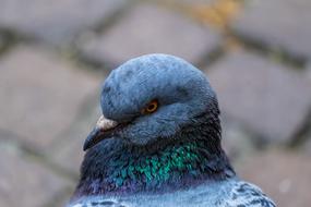 Blue Feather Bird