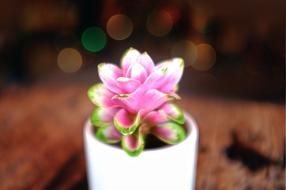 Pink Flower in Vase blur photo