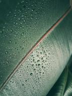 Banana Leaf Green Plant