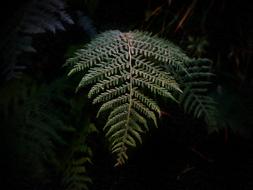 green palm leaf in the dark