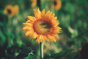 Yellow Sunflower plant closeup photo