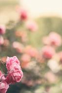 pink beautiful flower in the blur