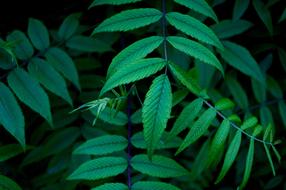 Green Leaf