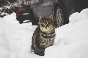 Cat at snow