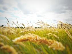Green Grass Field