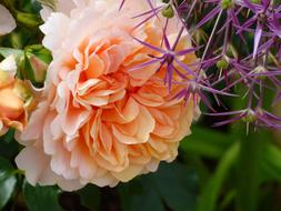 Rose Blossom Bloom Double