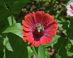 Bumblebee On Zinnia Butterfly