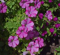 Pink-On-Pink Petunia