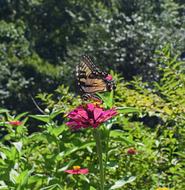 Common Swallowtail On Zinnia