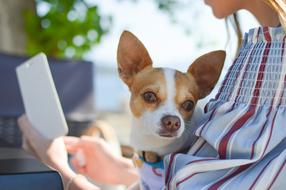 Girl, with the cute, beautiful and colorful dog, and smartphone