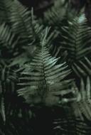 palm trees green landscape
