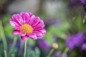 pink beautiful flower in the blur.