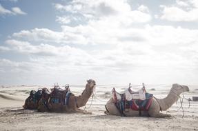 Camel Animal Desert