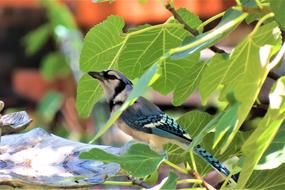 Bird Blue And White Jay