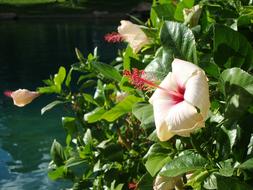 Flower Spring Nature