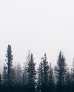 Nature Forest Trees