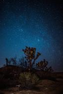 the beautiful night tree