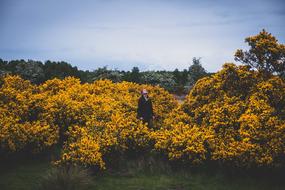 Yellow Flower Plants