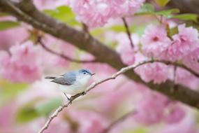 bird on Pink Flowers on tree branch
