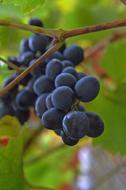 Grape Red Grapes Fruit