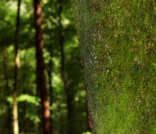 Tree Foam Trunk