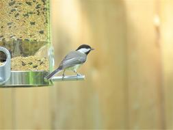 Bird Tiny Chickadee