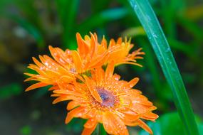 Flower Nature Garden