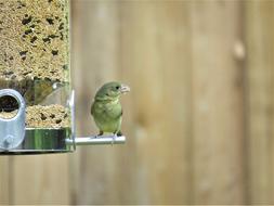 Bird Cute Yellow Tan